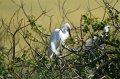 Snowy Egret High Island_2010_04_24_3726